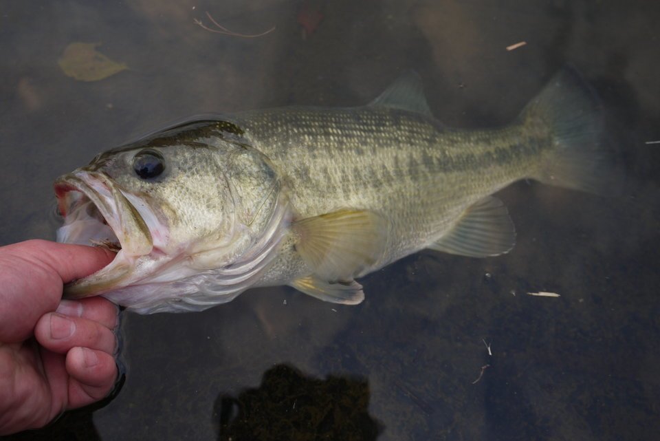 釣り上げられたブラックバスの写真