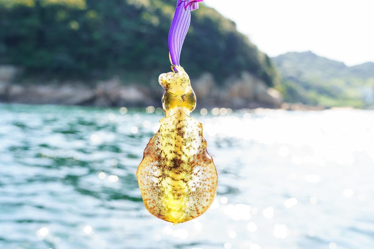 エギングの写真