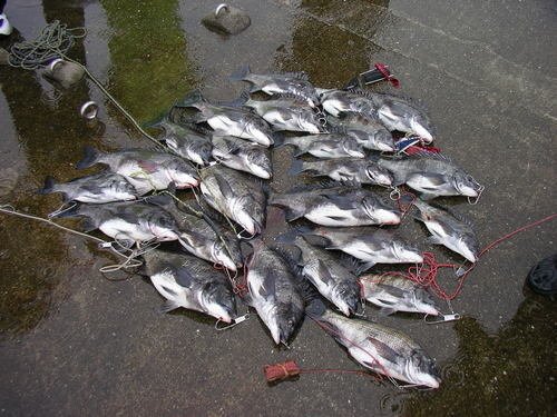 クロダイ　写真