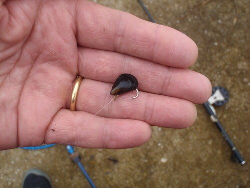 イガイ　針　手　写真