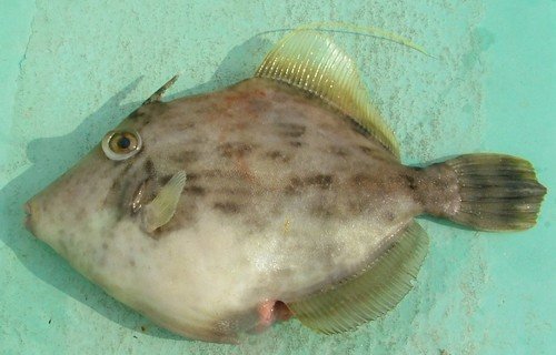 カワハギ　写真