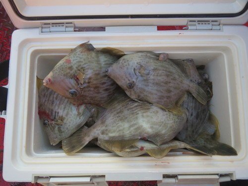 カワハギ　クーラーボックス　写真