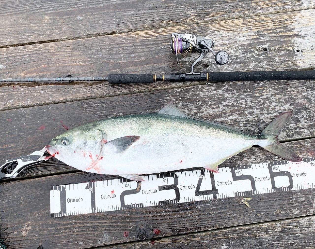 ショアジギングロッドと釣り上げられた青物