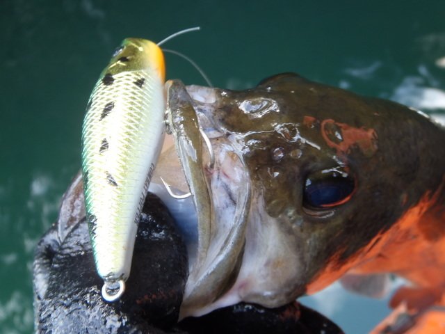 バス ルアー 写真