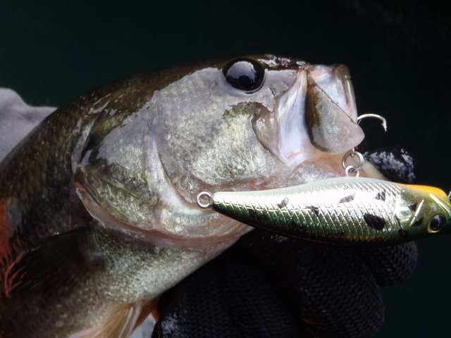 バスが全く釣れないときに効果的な秘策はこれだった！ポッパーのリアフックに注目しよう！
