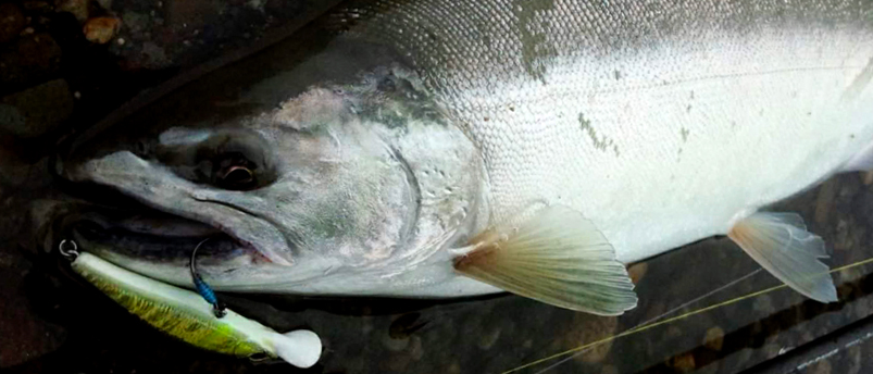 ルアー 魚 写真