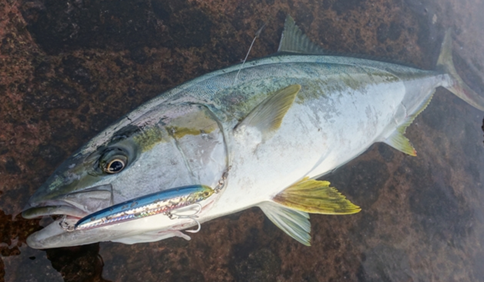 青物　ルアー　写真