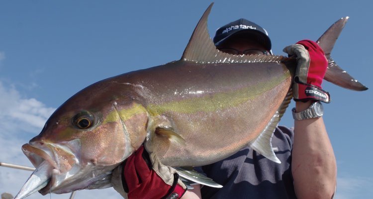 アルファタックルのイメージ写真