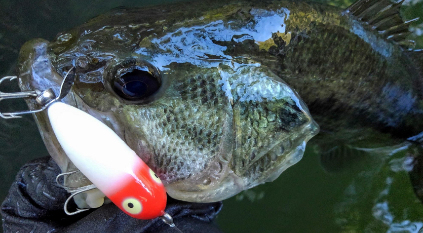 バス　ルアー　写真