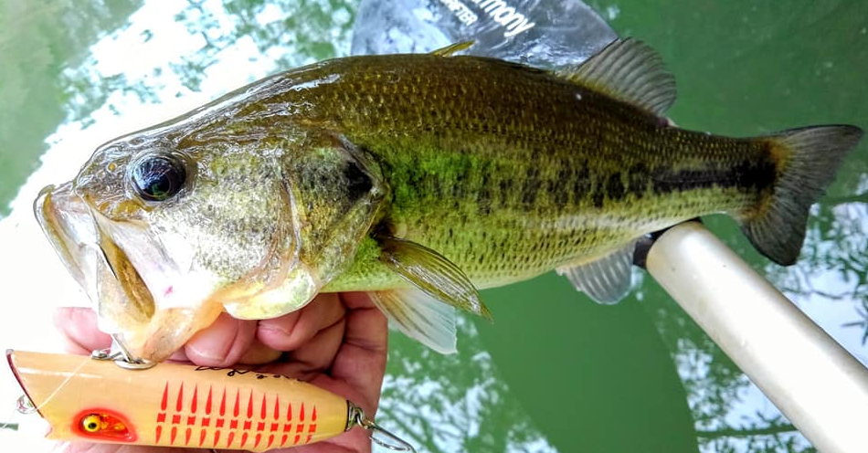 バス　ルアー　写真