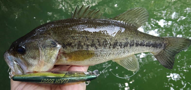 バス　ルアー　写真