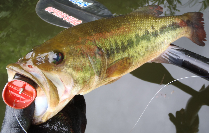 春バスを釣るには待てるかどうかがカギになる なかなか釣れない春のバス釣り対処法