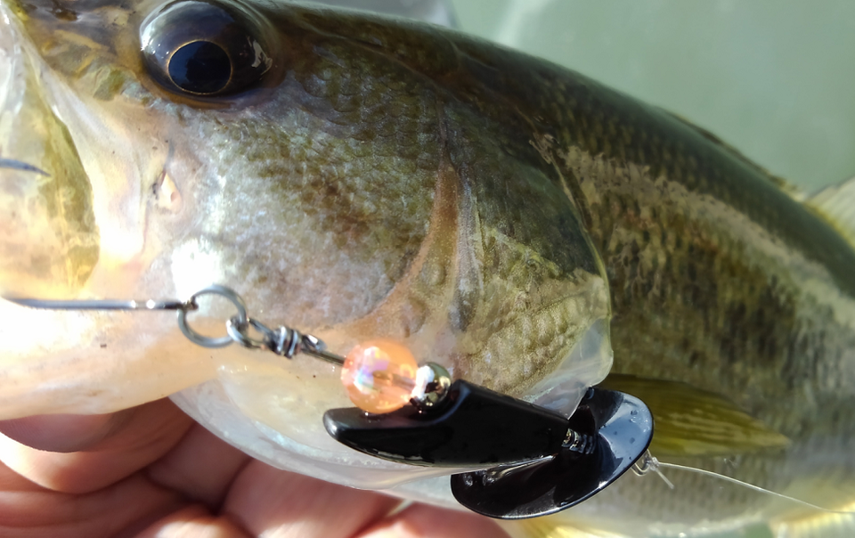 バス　ルアー　写真