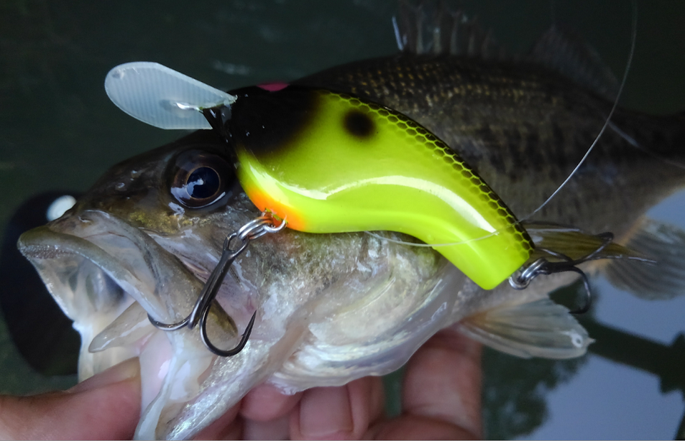 バス　ルアー　写真