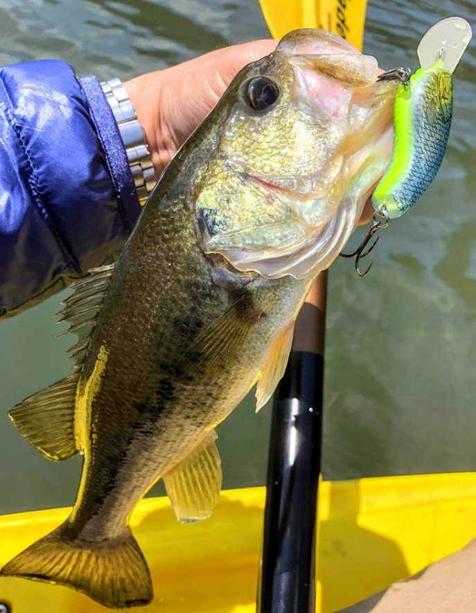 バス　ルアー　写真