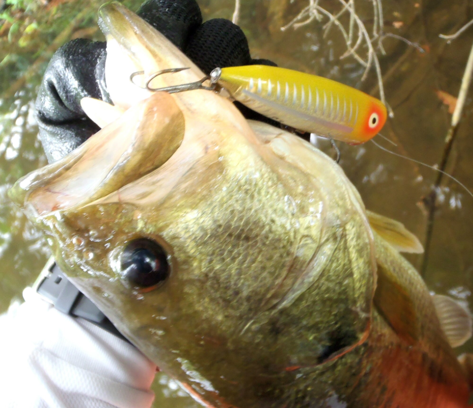 バス　ルアー　写真