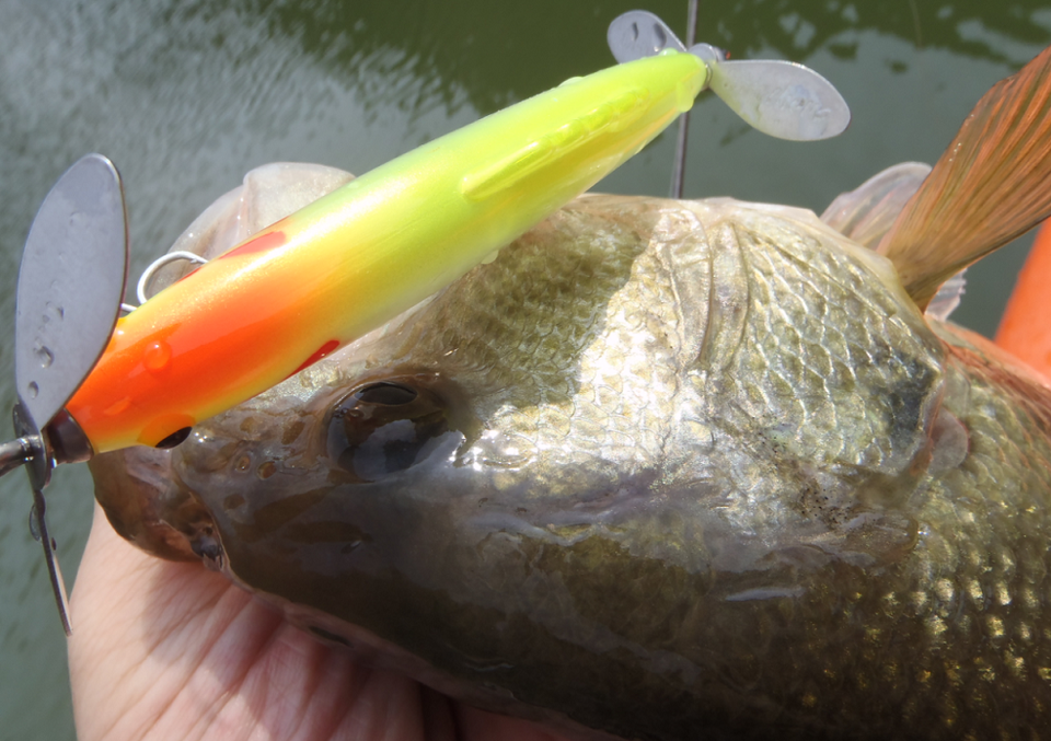 バス　ルアー　写真