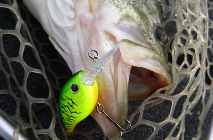 バス　ルアー　写真