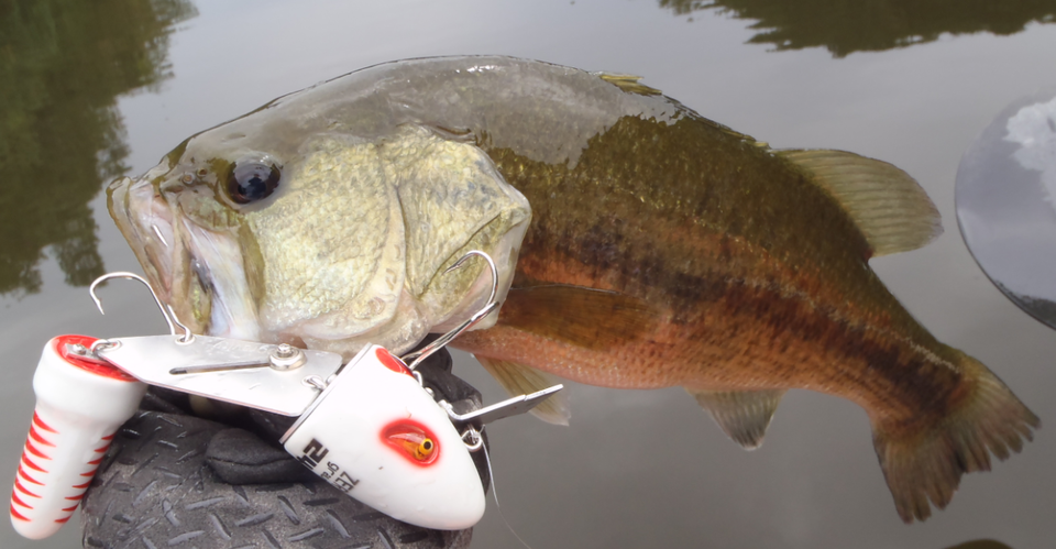 バス　ルアー　写真