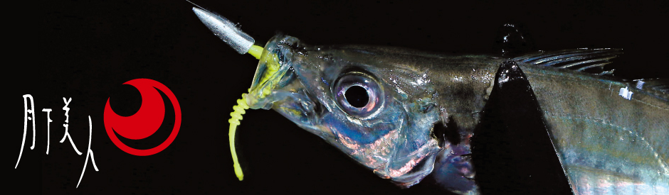 魚　写真