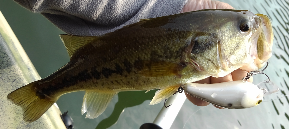 バス　ルアー　写真