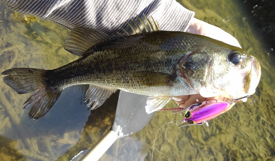 バス　ルアー　写真