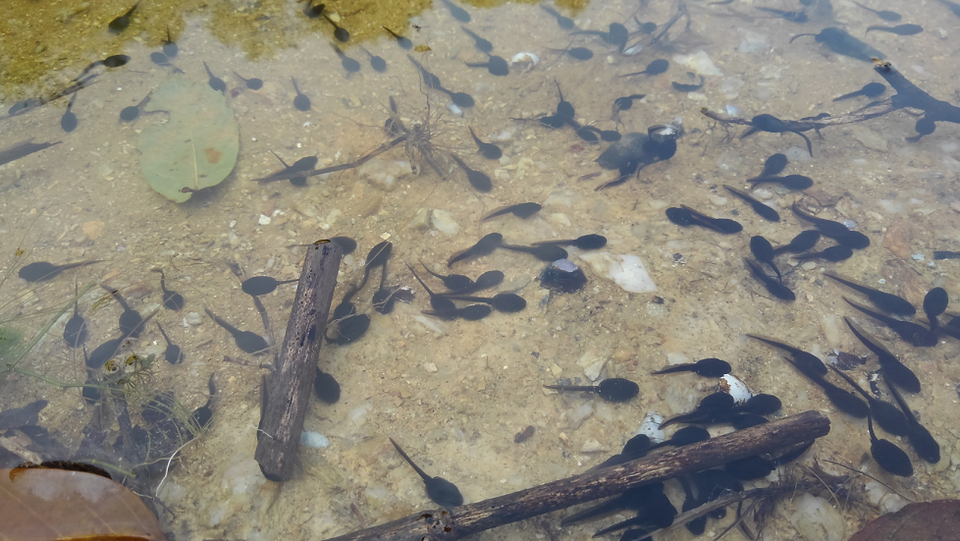 オタマジャクシ　写真