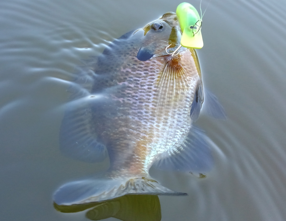 ギル　ルアー　写真