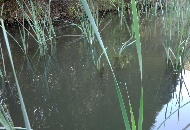 春のバス釣り攻略には新芽を探すところから始めよう！植物とバスの深い関係