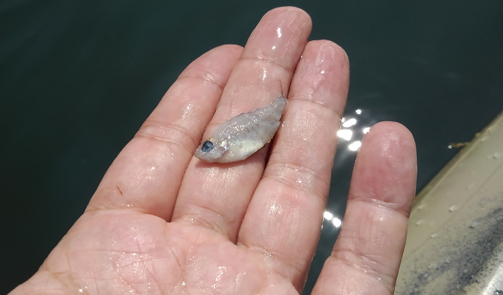 小魚　写真
