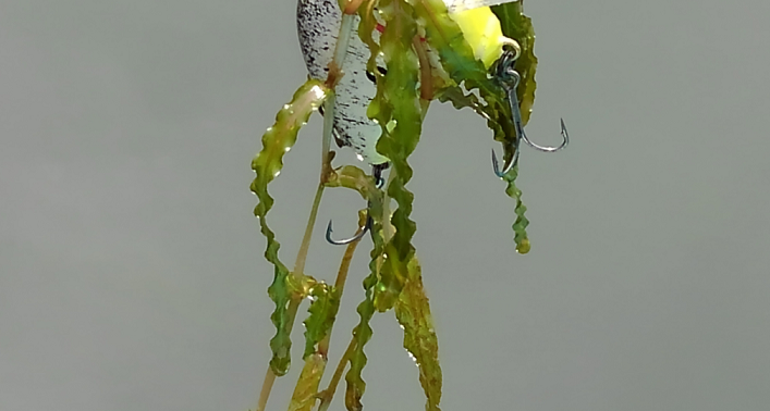 ウィード　写真