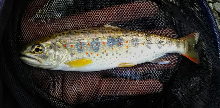魚 写真