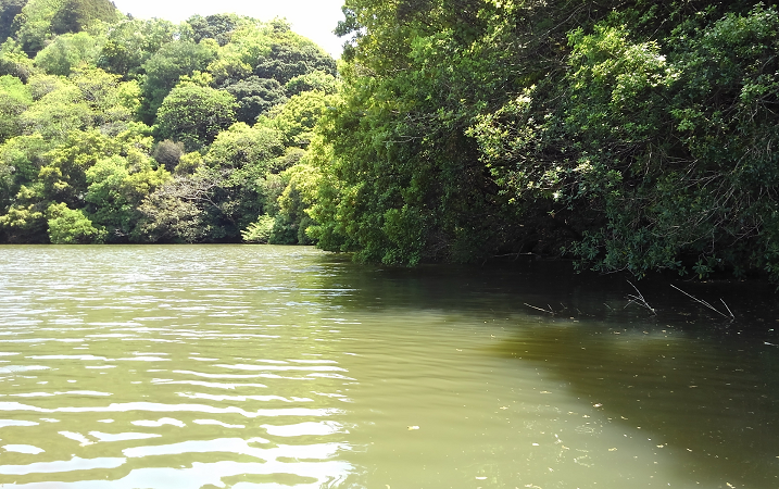 雨で急増水したときのバスの釣り方!オーバーハングをどう攻めるか詳しく解説