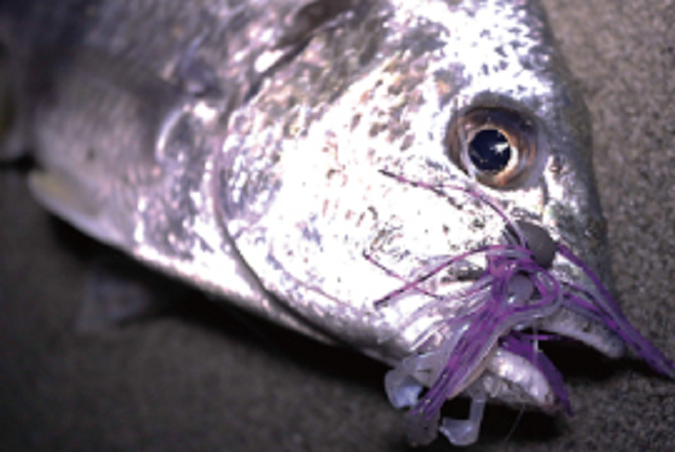 ルアー　チヌ　写真