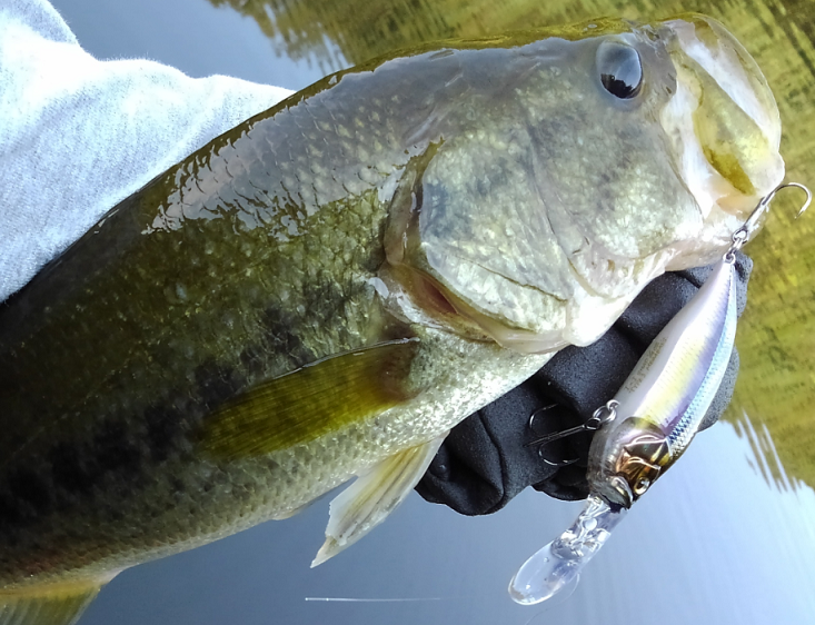 バス　ルアー　写真