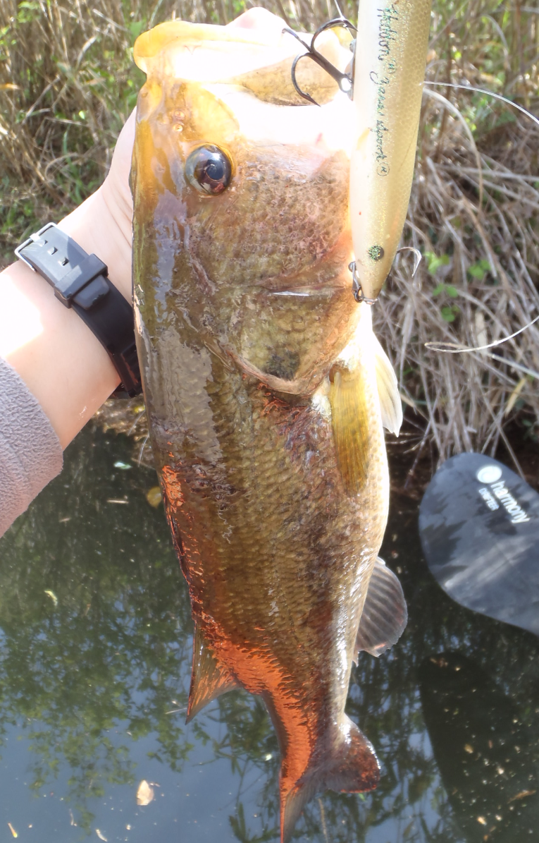 バス　ルアー　写真