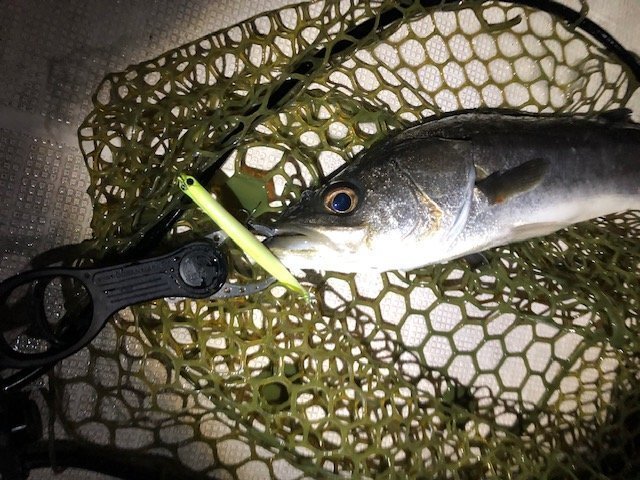 シーバス　写真