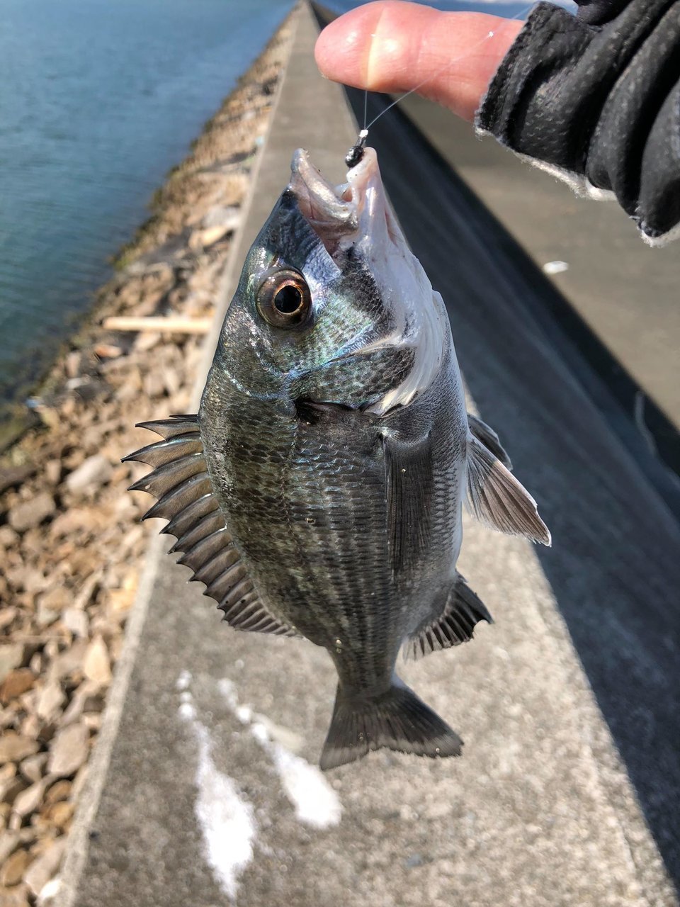 障害物周りやテトラに潜む大型の黒鯛を狙う 前打ち釣りのポイントやタックル選びなどまとめてご紹介 釣りまとめアンテナ