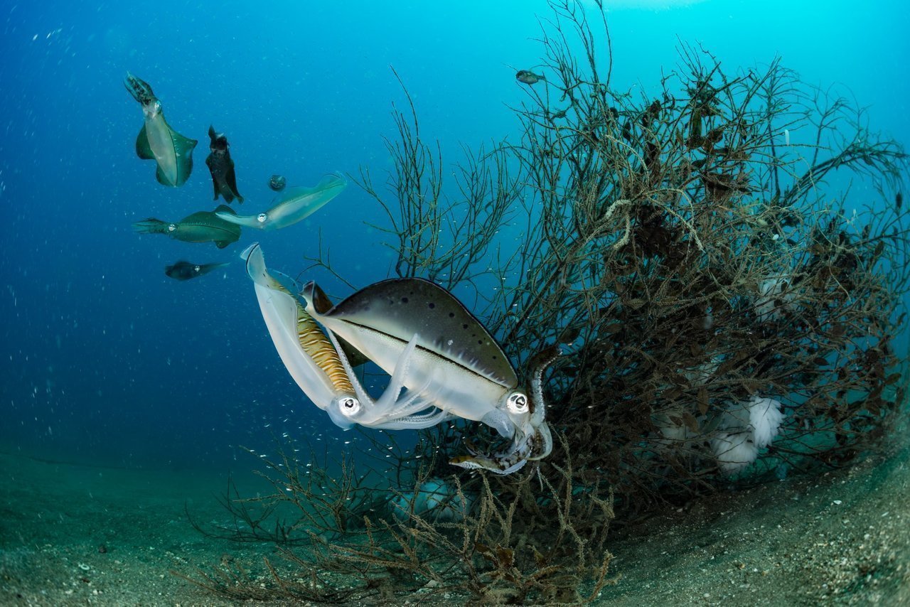 アオリイカと藻場の写真