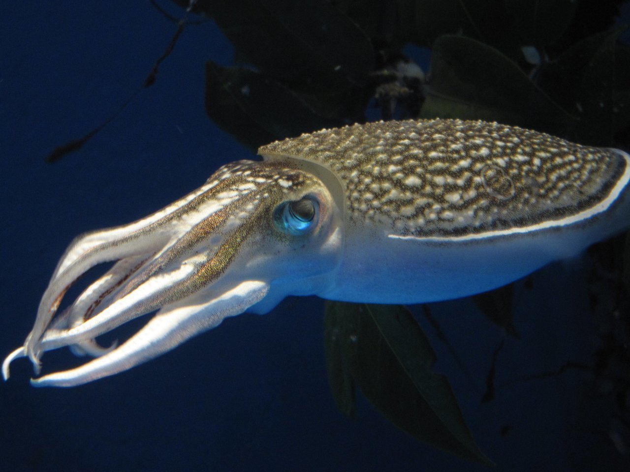 コウイカの写真