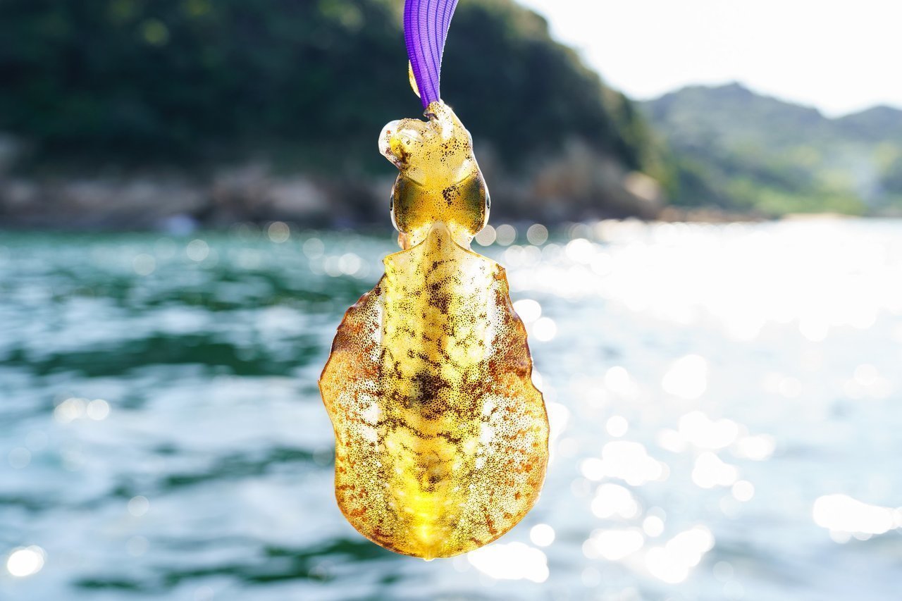 アオリイカの写真