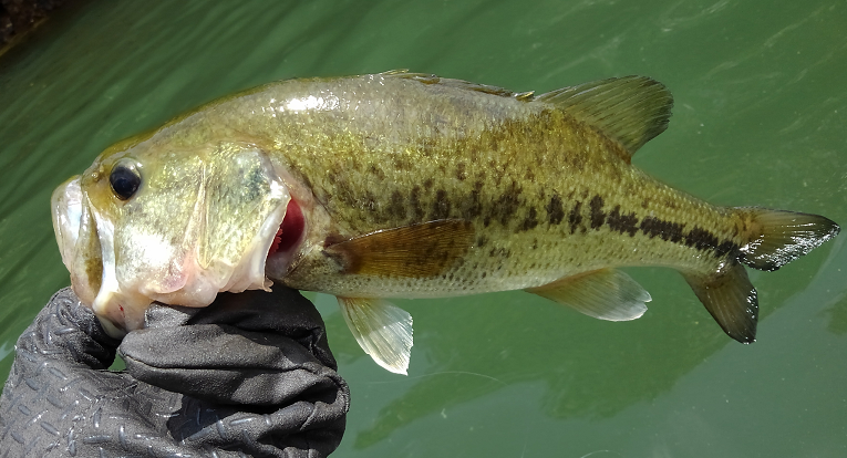 鯉とバスが一緒に泳いでいた 他の魚種と絡むバスを釣る方法