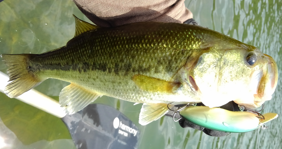 バス　ルアー　写真