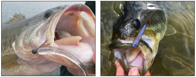 バス ワーム 写真