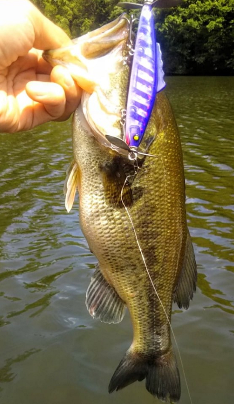 バス　ルアー　写真