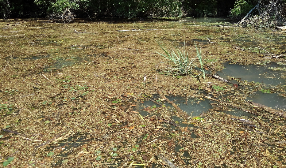 水面びっしりのカバーにも隙間がある!カバーポケット攻略のためのおすすめルアー特集