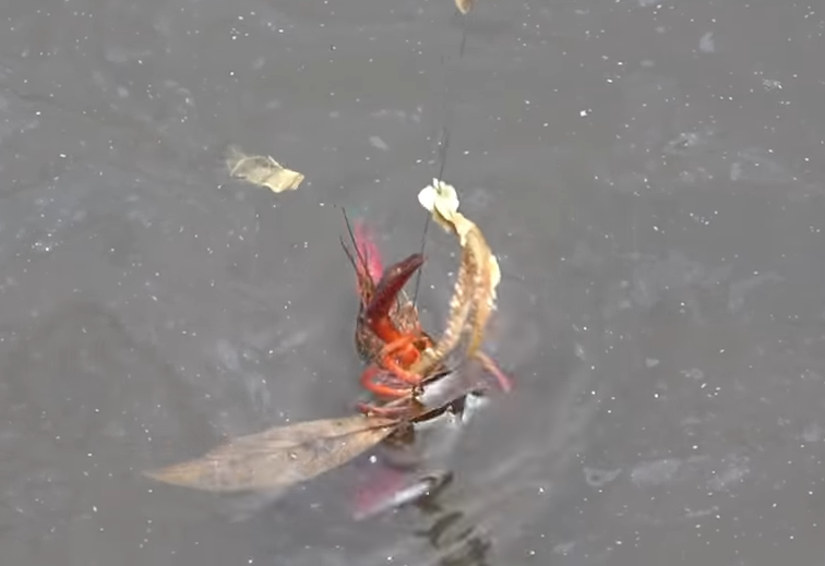 ザリガニ　写真