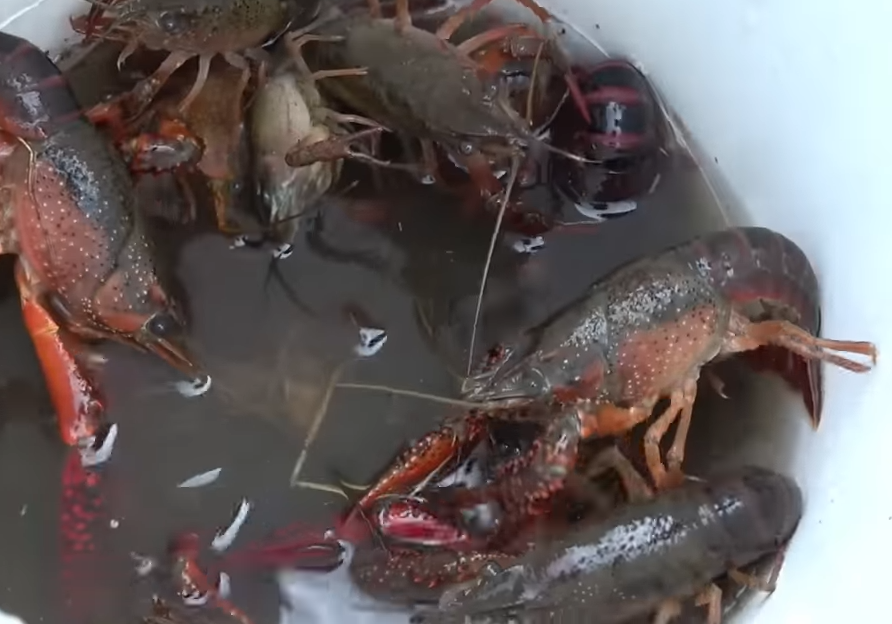 ザリガニ　写真