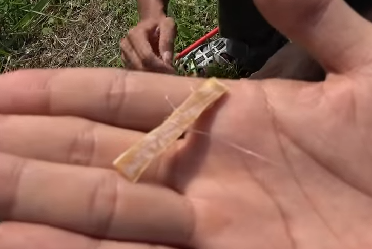 スルメイカ　写真