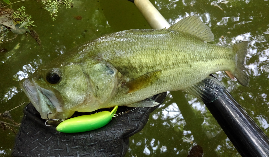 バス　ルアー　写真